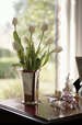 TopPages1/tulips.jpg